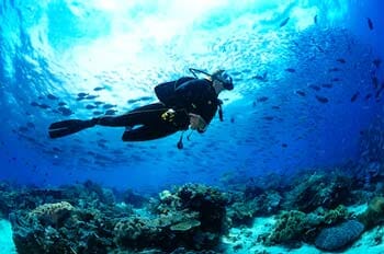 Snorkeling or Scuba Diving