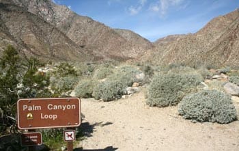 Palm Canyon Loop