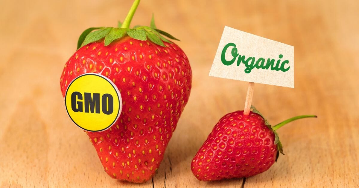 gmo and organic strawberry